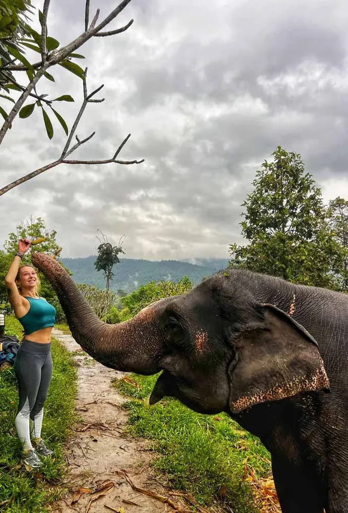 Éléphants en Thaïlande